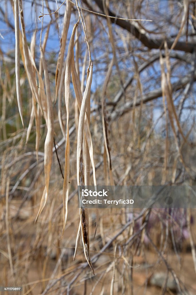 シードのポッドで冬の Desert Willow - アウトフォーカスのロイヤリティフリーストックフォト