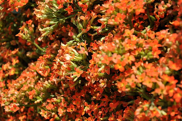 istock Orange Kalanchoe Blossfeldiana Flower 471171137