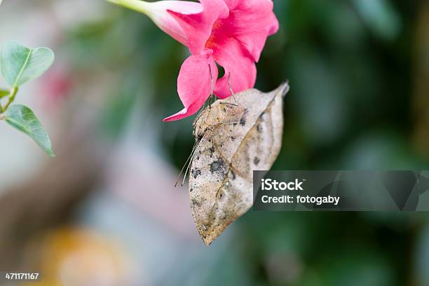 Photo libre de droit de Papillon banque d'images et plus d'images libres de droit de Aile d'animal - Aile d'animal, Antennes, Beauté de la nature