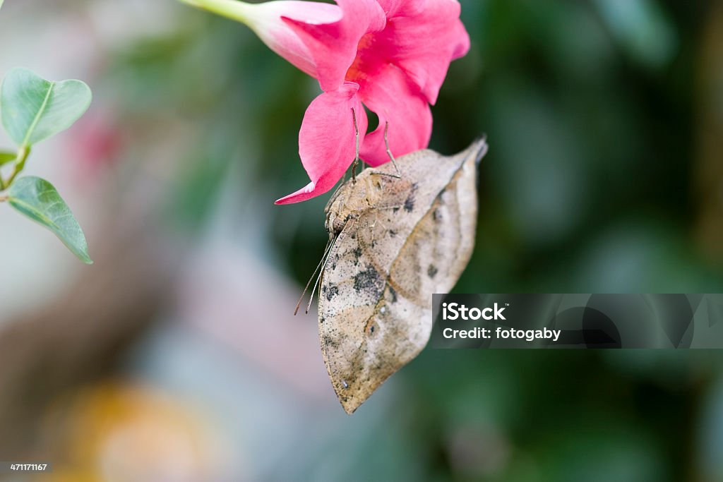 나비 - 로열티 프리 곤충 스톡 사진
