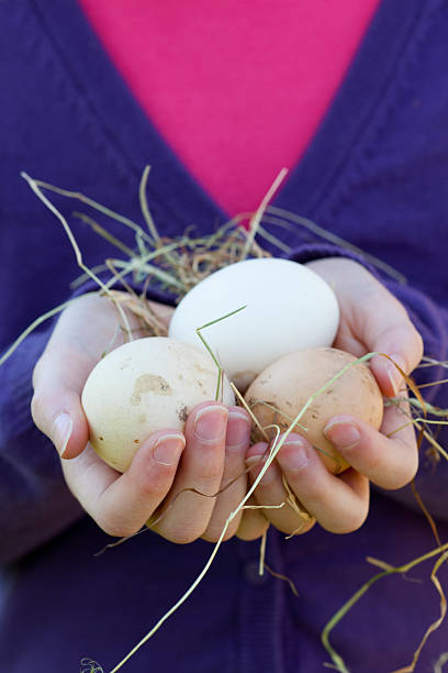 Free Range Eggs stock photo