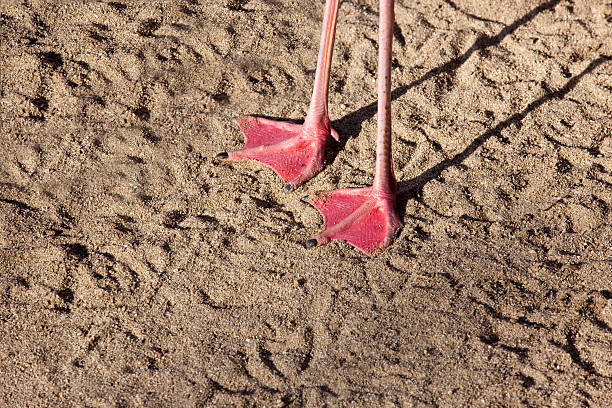 Web footed pink flamingo on sand.