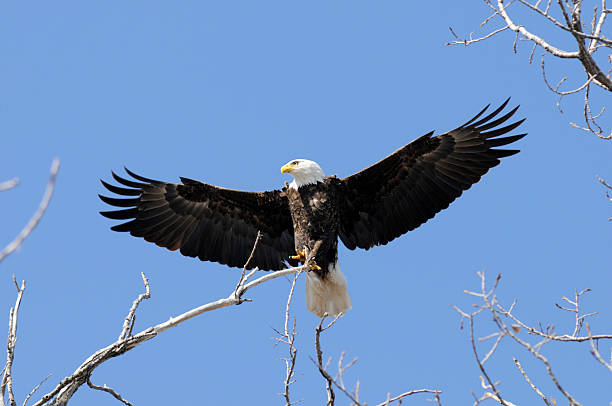 istock Bald Eagle, Ruler of the Sky 471171957