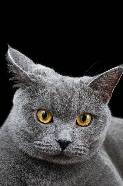 istock Cat british shorthair kitten isolated on black 471172335