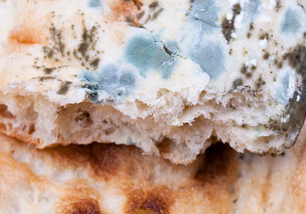 old stale moldy bread mold on bread conidiophore photos stock pictures, royalty-free photos & images