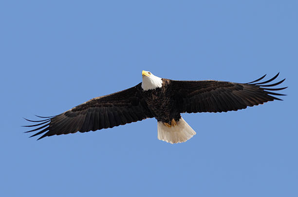 istock Bald Eagle Flying Free, Wings Spread; Leadership, Freedom, Strength 471172785