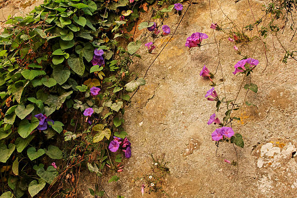 Flowers against Wall #2 stock photo