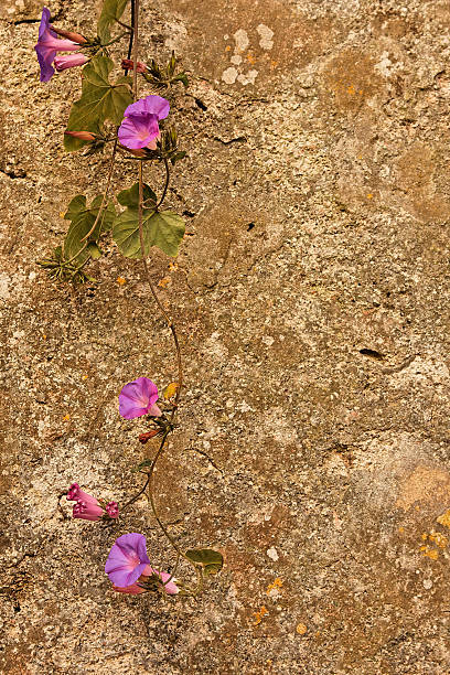 Flowers against Wall #4 stock photo