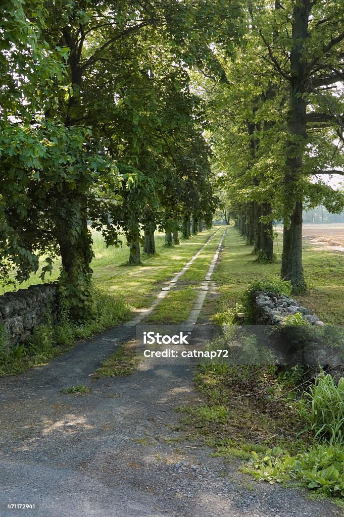 Ländliche Straße mit Bäumen - Lizenzfrei Baum Stock-Foto