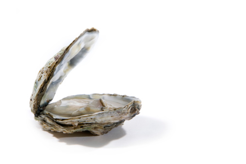 Raw oyster on a white background