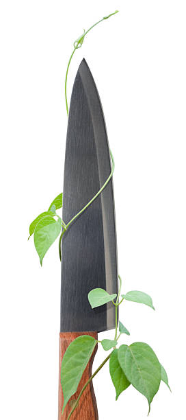 преодоление трудностей. - liana growth plant risk стоковые фото и изображения
