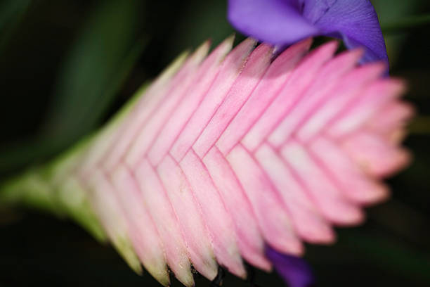 em cor-de-rosa flor roxa bromeliácea - cactus flower single flower bromeliad - fotografias e filmes do acervo