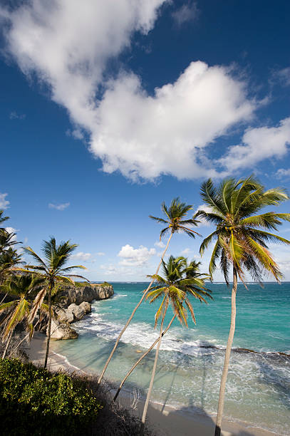istock Harrismith Beach and Palm Trees on Barbados 471174453
