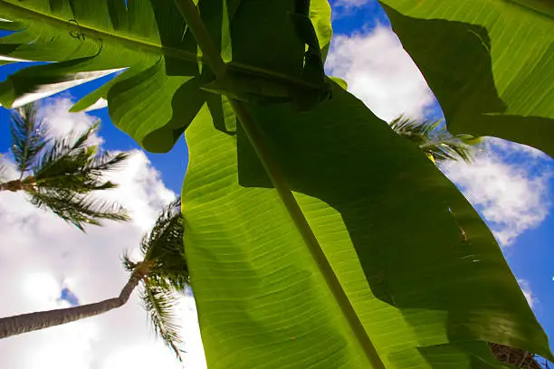 Palmtrees and bananatree leaf against a blue sky