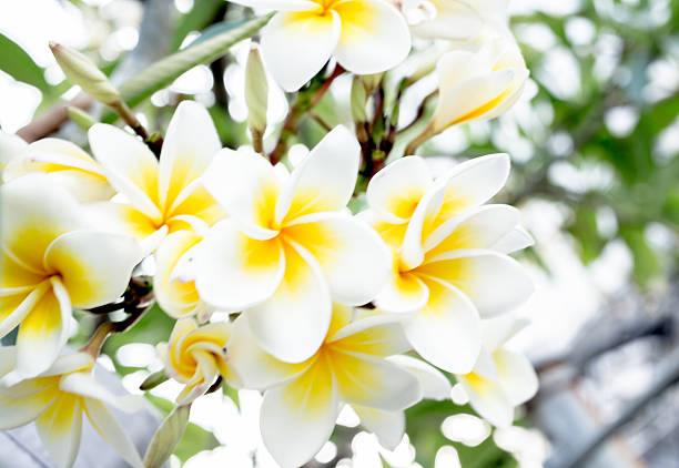 Plumeria bouquet stock photo