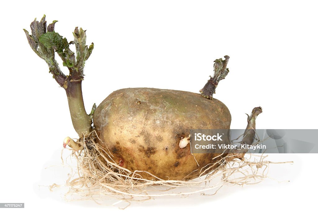 Rebento de Batata - Royalty-free Agricultura Foto de stock