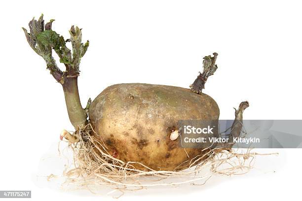 Rebento De Batata - Fotografias de stock e mais imagens de Agricultura - Agricultura, Alimentação Saudável, Amarelo