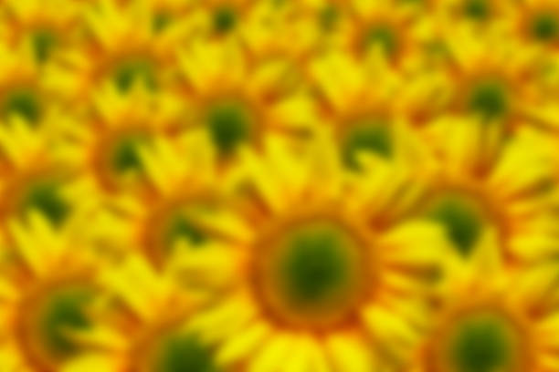 istock beautiful yellow Sunflower petals background blur 471175512