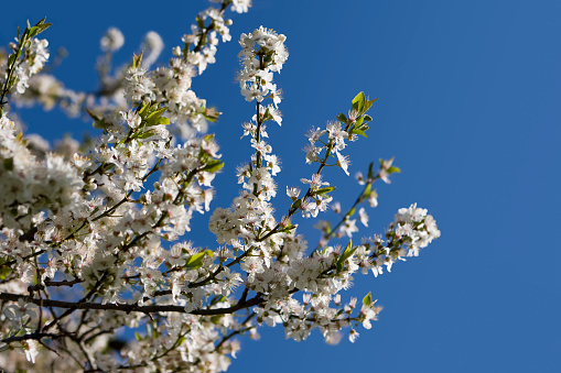 Branches of a Cherry tree heavy with blossom. New leaves grow from the tips of each branch.