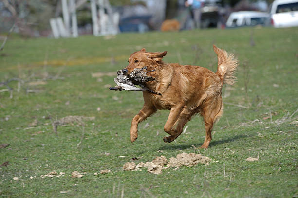 istock Golden Retreiver with duck 471175765
