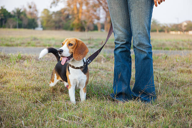 istock Beagle walk on long lead at the park 471175772