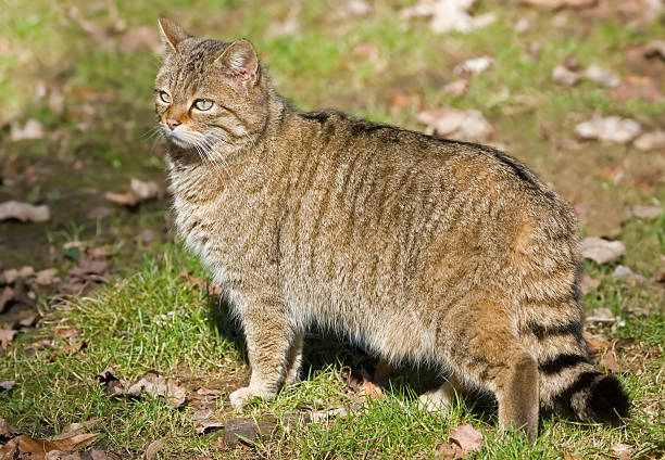 istock Male European Wildcat 471176159