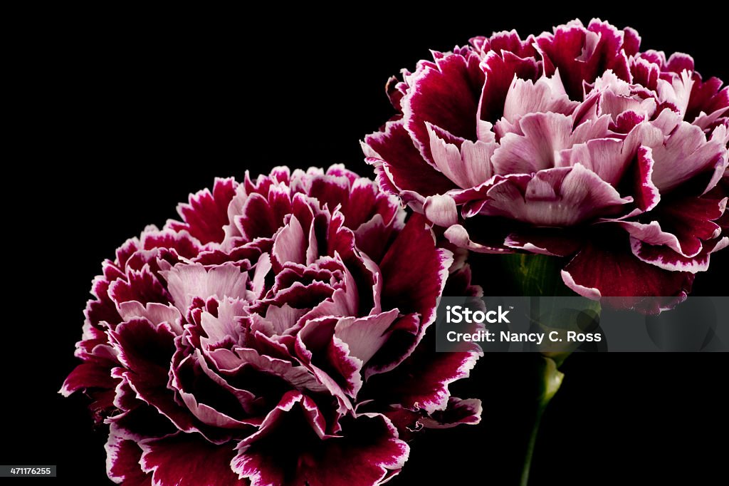 Purple Goździki, kwiatowy układ, wyizolowane na czarny, Bukiet - Zbiór zdjęć royalty-free (Bukiet)