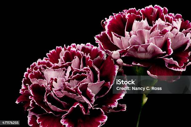 Purple Goździki Kwiatowy Układ Wyizolowane Na Czarny Bukiet - zdjęcia stockowe i więcej obrazów Bukiet