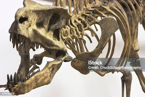 Dinosaur Skeleton Fossil Postosuchus Kirkpatricki Triassic Stock Photo - Download Image Now