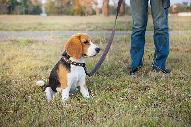 istock Beagle walk on long lead at the park 471176492