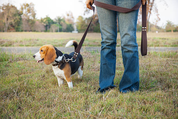 istock Beagle walk on long lead at the park 471176494