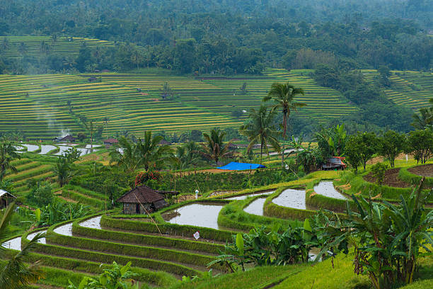 Indonesian rice field. stock photo
