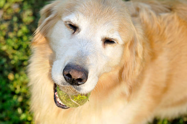 istock Old Golden Retriever 471176687