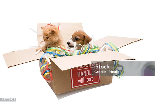 Fragile Handle With Care Stock Photo - Download Image Now - Box - Container, Puppy, Animal