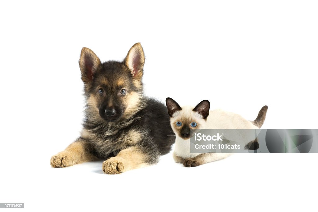 look a me - Foto stock royalty-free di Cagnolino