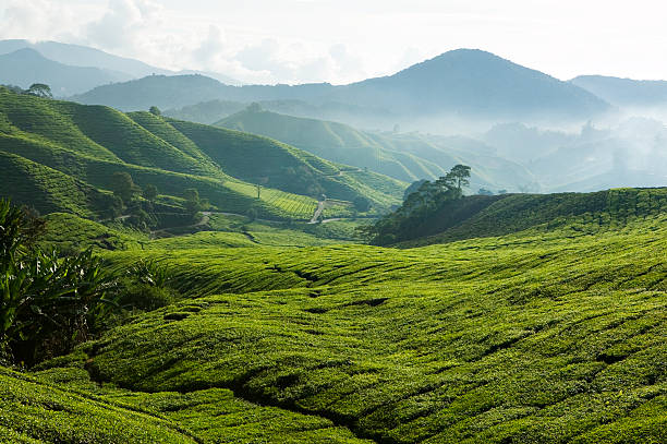 istock tea plantation cameron highlands pahang malaysia 471177201