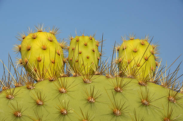 Cactus e amigos - foto de acervo