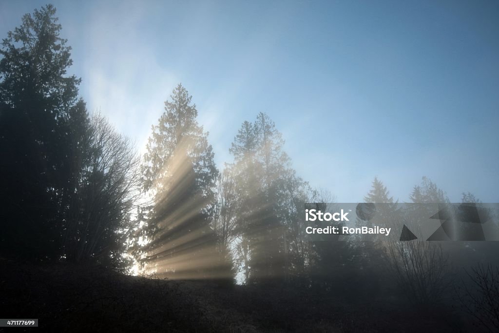 Los rayos de luz a través de los árboles - Foto de stock de Aire libre libre de derechos
