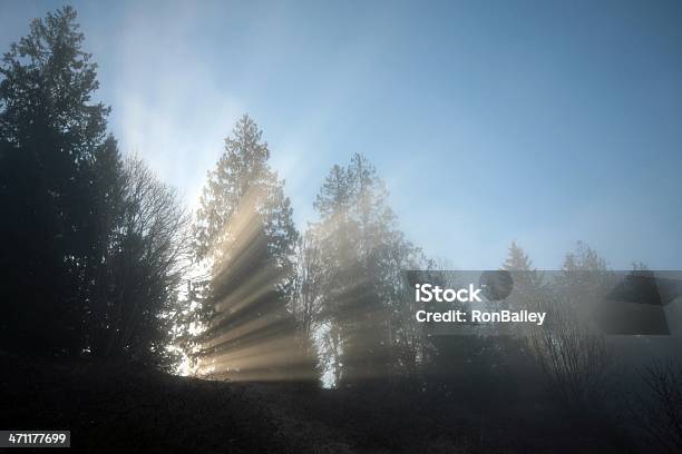 Los Rayos De Luz A Través De Los Árboles Foto de stock y más banco de imágenes de Aire libre - Aire libre, Aislado, Amanecer