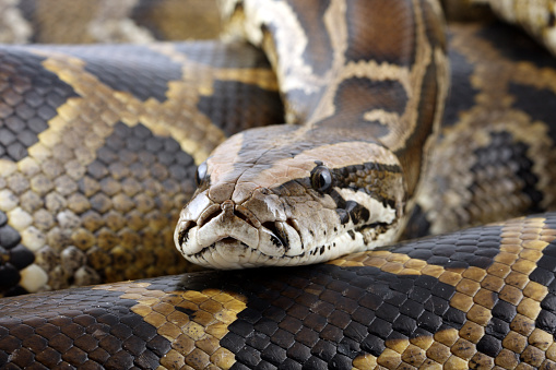 Close up of a Burmese Python Python bivitattus scales