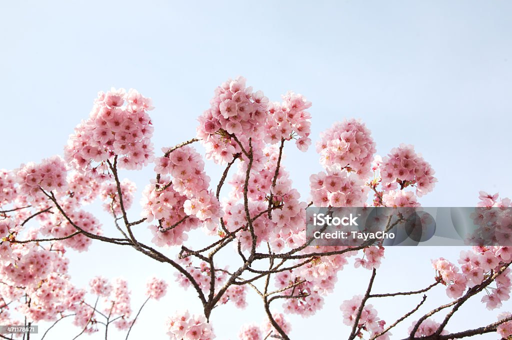 Cerisiers en fleurs rose - Photo de Arbre libre de droits