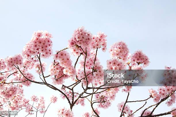 Photo libre de droit de Cerisiers En Fleurs Rose banque d'images et plus d'images libres de droit de Arbre - Arbre, Arbre en fleurs, Branche - Partie d'une plante