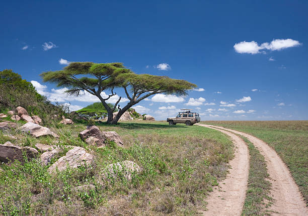 Masai Mara, KENYA - September, 2018. \nTourists on a jeep photograph a giraffe in the savannah