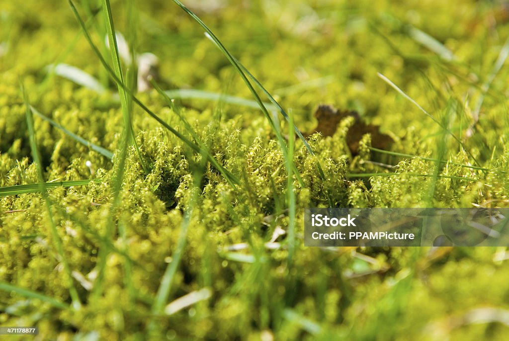 Grünem Moos mit gras - Lizenzfrei Blatt - Pflanzenbestandteile Stock-Foto