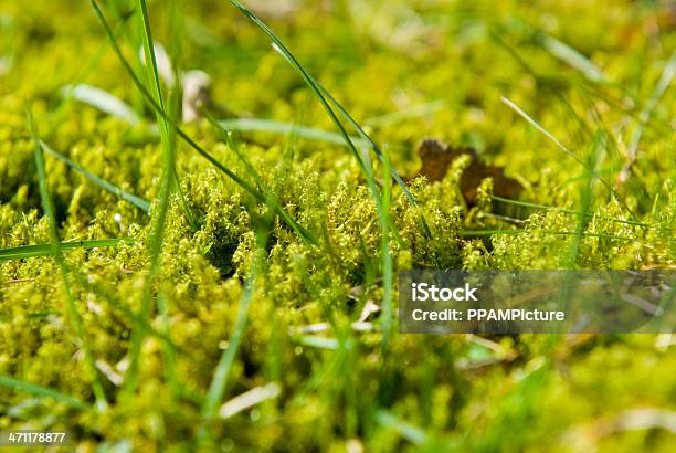 Grünem Moos Mit Gras Stockfoto und mehr Bilder von Blatt - Pflanzenbestandteile - Blatt - Pflanzenbestandteile, Fotografie, Frühling