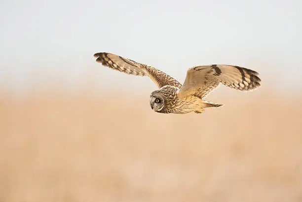 Short Eared Owl Hunting at Dawn over a large field