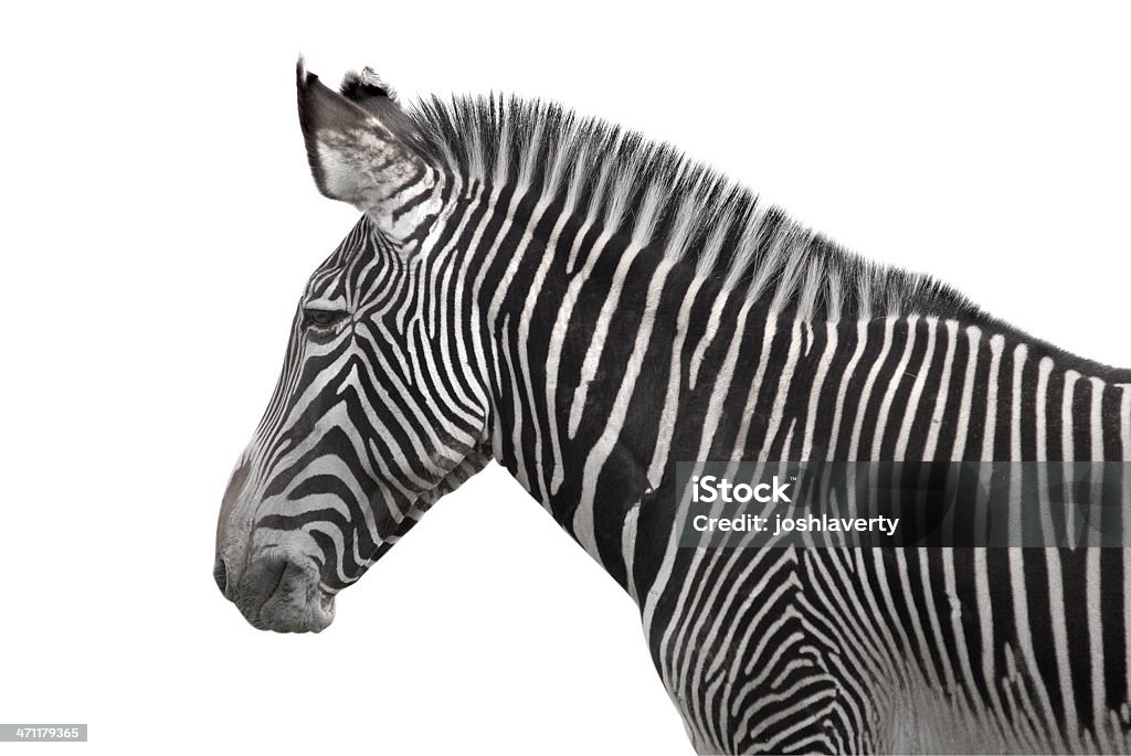 Zebra auf Weiß - Lizenzfrei Clipping Path Stock-Foto