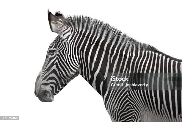 Zebra Auf Weiß Stockfoto und mehr Bilder von Clipping Path - Clipping Path, Fotografie, Freisteller – Neutraler Hintergrund