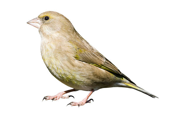greenfinch (carduelis chloris) - green finch fotografías e imágenes de stock