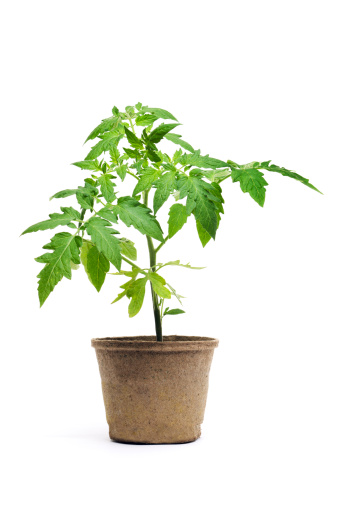 A young tomato seedling potted plant, a garden vegetable in a paper container, shown isolated on white background. Tomatoes may be organically grown and are a gardening food favorite for serious gardeners.